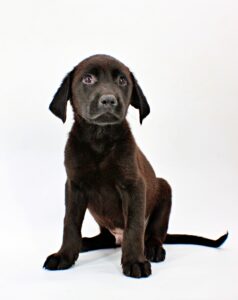 Jase at Wright-Way Rescue