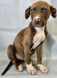 Jersey at Wright-Way Rescue