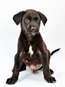 Jinxy at Wright-Way Rescue