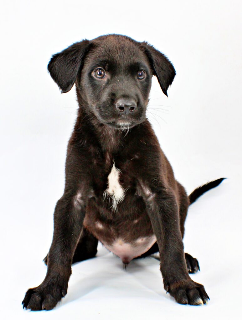 Jinxy at Wright-Way Rescue