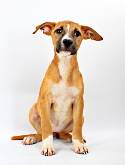 Llama at Wright-Way Rescue