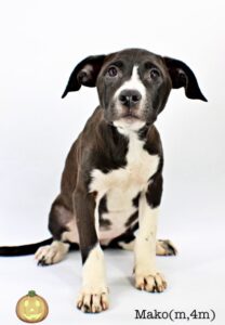 Mako at Wright-Way Rescue