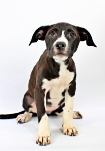 Mako at Wright-Way Rescue