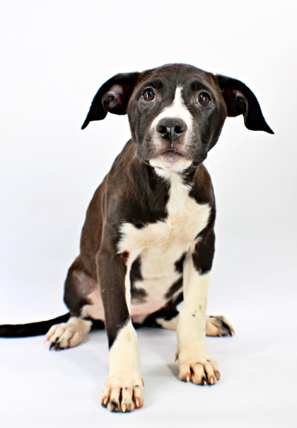 Mako at Wright-Way Rescue