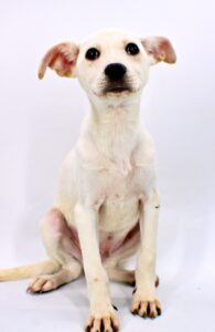 Pineapple at Wright-Way Rescue