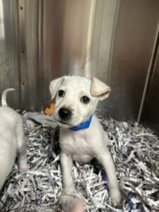 Pineapple at Wright-Way Rescue