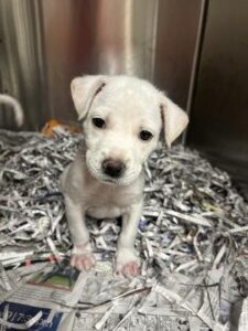 Raspberry at Wright-Way Rescue