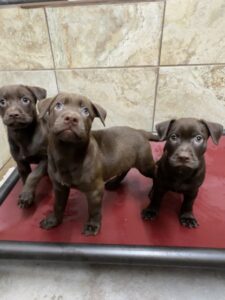 Salsa at Wright-Way Rescue