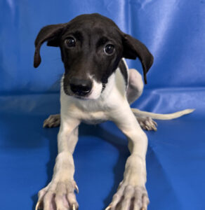 Cindy Lou at Wright-Way Rescue