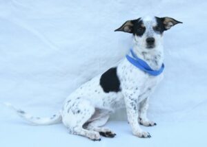 Sadie at Wright-Way Rescue