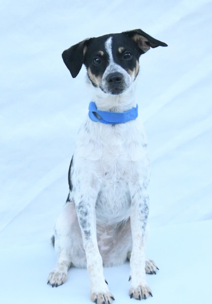 Saylor at Wright-Way Rescue