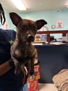 Selena at Wright-Way Rescue
