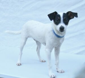 Skip at Wright-Way Rescue