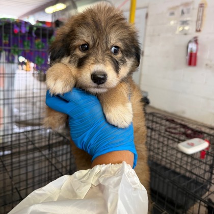 Cielo at Wright-Way Rescue