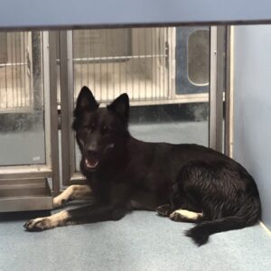 Zenith at Wright-Way Rescue