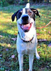 Snoopy at Wright-Way Rescue