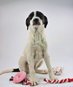 Snoopy at Wright-Way Rescue